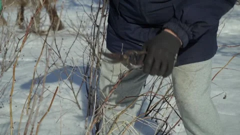 A man in winter clothing is actively pruning raspberry branches with pruner in a Stock Footage 330348536