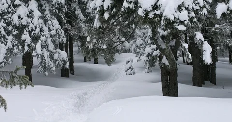 A man in a winter forest with a backpack Video stock 123091277
