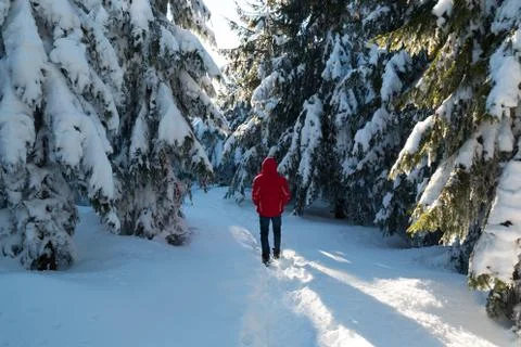 Man in winter forest with high spruces and snow in mountains Stock Photos