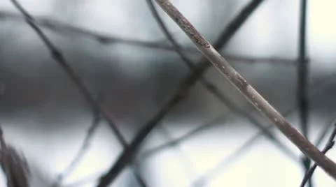 Man in winter park Stock Footage 10817460