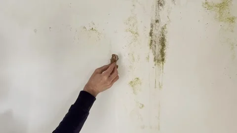 Man wiping wall after mold treatment with bleach Video stock 333305233