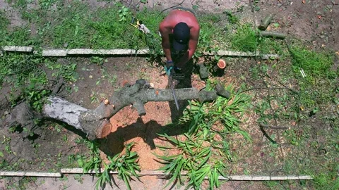 Man without t-shirt is cutting broken tree under the sun by electric saw Stock Footage 156228280