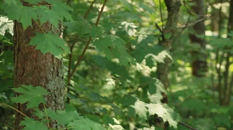 Man in the woods Stock Footage 7896843