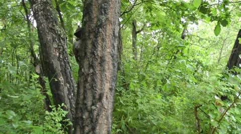 The man in the woods. Stock Footage 8908459
