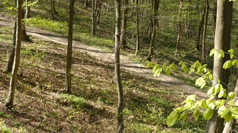 Man in the woods Stock Footage 50046513