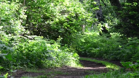 A man in the woods. Walking along the path Stock Footage 132303604