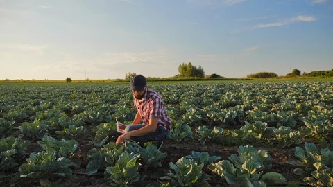 Man work on the cabbage field Stock Footage 112393815