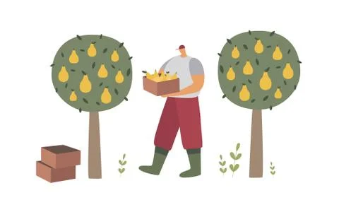 A man in work clothes and boots collects pears from trees. Stock Illustration