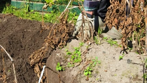 A man in work clothes and gloves digs potatoes out of the ground Stock Footage 316323078