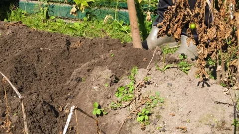 A man in work clothes and gloves digs potatoes out of the ground Stock Footage 316323133