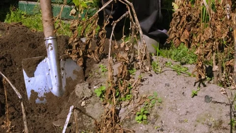 A man in work clothes and gloves digs potatoes out of the ground Stock Footage 316323558