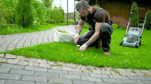 Man in work clothes pulls weeds on a beautiful lawn near a wooden house Stock Footage 194945974