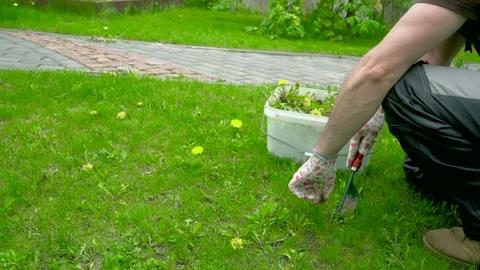 Man in work clothes pulls weeds on a beautiful lawn near a wooden house Stock Footage 194946010