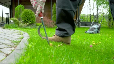 Man in work clothes pulls weeds on a beautiful lawn near a wooden house Stock Footage 194946053