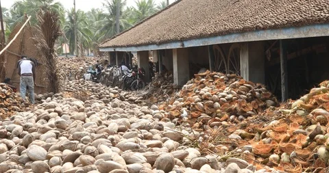 Man work on Coconuts Stock Footage 89847783