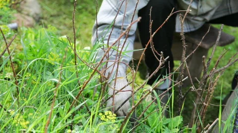 Man work in garden 스톡 동영상 730251