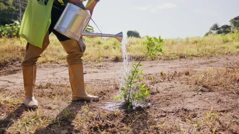 A man in work gloves and rubber boots pours water on a planted tree from a Stock Footage 221539367