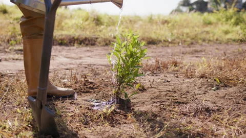 A man in work gloves and rubber boots pours water on a planted tree from a Stock Footage 221539411
