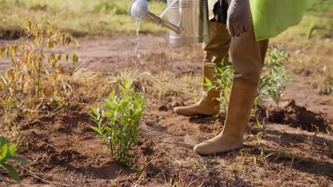 A man in work gloves and rubber boots pours water on a planted tree from a Stock Footage 221540126