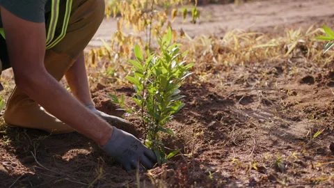 A man in work gloves plants a tree in a dug hole in the ground and sprinkles it Stock Footage 221540632