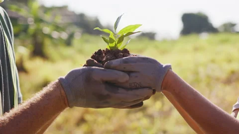 A man in work gloves takes hands of the woman that holds a sprout of a young Video stock 221540166