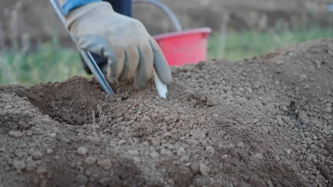 Man at work to pick up the asparagus Stock Footage 90217663