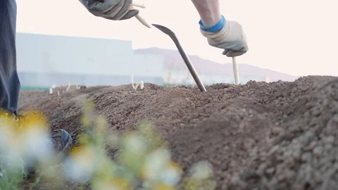 Man at work to pick up the asparagus Stock Footage 90217731