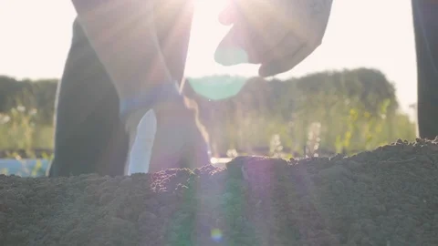 Man at work to pick up the asparagus Stock Footage 90217951