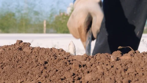 Man at work to pick up the asparagus Stock Footage 90218120