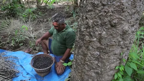 Man work picking fresh acai berries in bunch in amazon rainforest, Brazil.  Stock-Footage 152793837