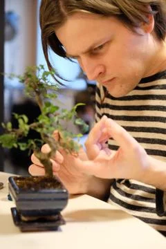 A man at work on shaping the crown of a small bonsai tree Stock Photos