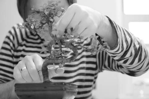 A man at work on shaping the crown of a small bonsai tree Stock Photos