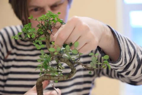 A man at work on shaping the crown of a small bonsai tree Stock Photos