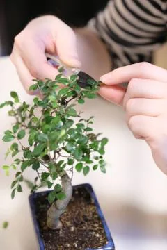 A man at work on shaping the crown of a small bonsai tree Stock Photos