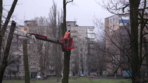 A man worker in an aerial platform cradle cuts down trees with a chainsaw at a Stock-Footage 238996860