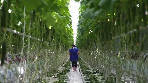 Man worker in a blue robe stands away in an industrial greenhous Stock Footage 77704106