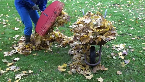 Man worker gather dry maple leaves into old rural barrow. 4K Stock Footage 83432600
