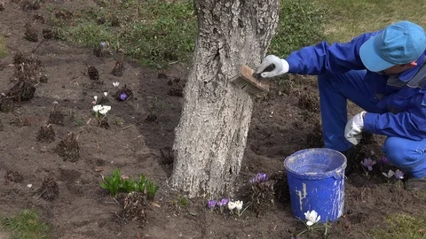 Man worker paint tree trunk with brush spring time orchard. 4K Stock Footage 75360802