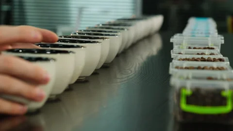 Man worker prepares coffee beans samples for degustation Stock Footage 266822740