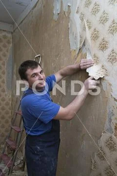 Man worker removing old wallpaper during overhaul Stock Photos