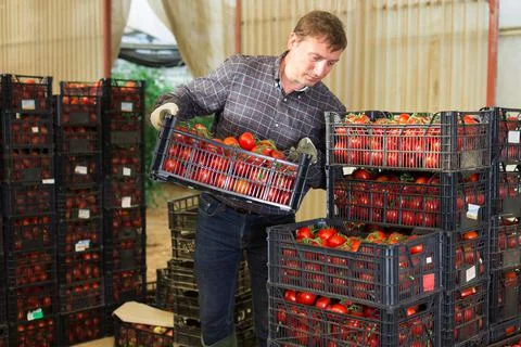 Man worker stacking crates with picked tomatoes Stock Photos
