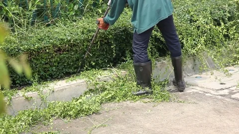 Man Worker Trimming Hedge With Trimmer Machine Video stock 79586796