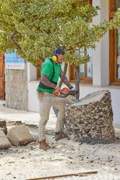 A man worker uses a chainsaw to cut the rest of a palm tree trunk Stock Photos