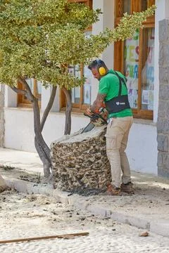 A man worker uses a chainsaw to cut the rest of a palm tree trunk Stock Photos