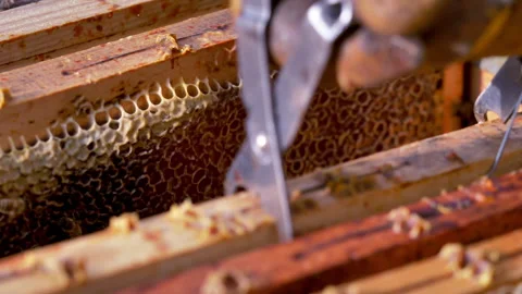 Man working with bees in hive making honey Video stock 233898009