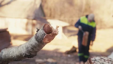 Man Working with Birch Logs in Outdoor Garden Video stock 306323492