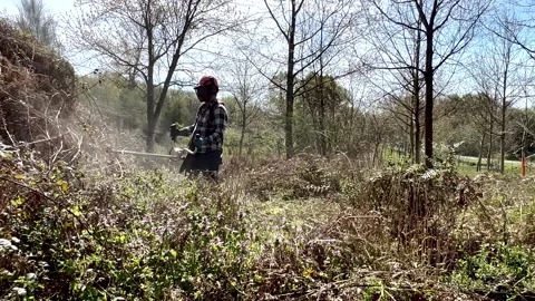 Man working with a brush cutter clearing the weeds Stock Footage 314043811