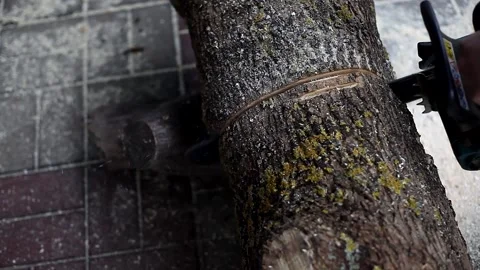 A man working with chainsaw and sawing a tree trunk. Stock Footage 140622433