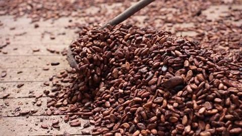 Man working on a cocoa farm drying cocoa beans. Close-up. Stock Footage 260715578