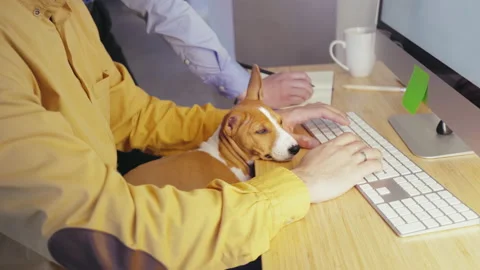 Man working computer at home in self isolation quarantine. Cute little puppy dog Video stock 132098652